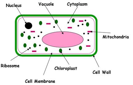 Animal Cells & Plant Cells - Cells